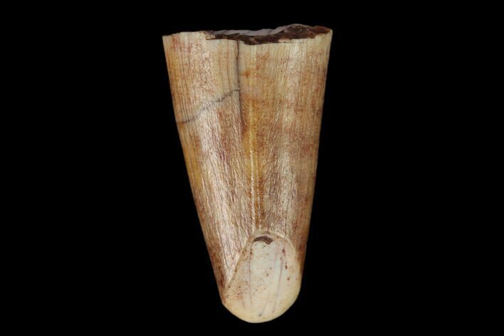 Fossil Phytosaur Tooth - New Mexico #133325